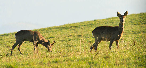 srnec lesný Capreolus capreolus