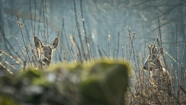 srnec lesný Capreolus capreolus