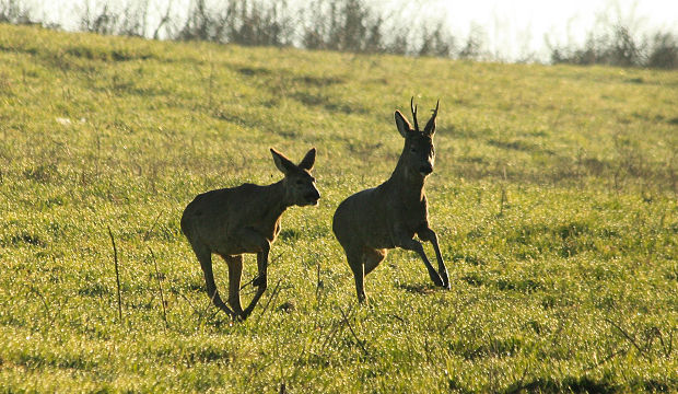 srnec lesný Capreolus capreolus