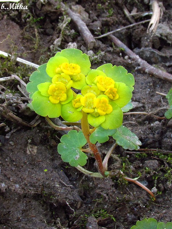 slezinovka striedavolistá Chrysosplenium alternifolium L.