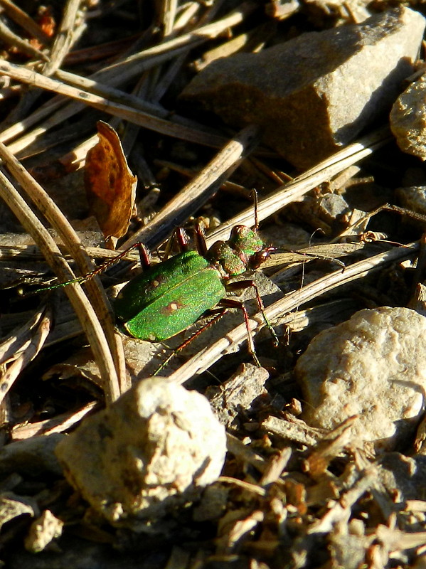 svižník poľný  Cicindela campestris