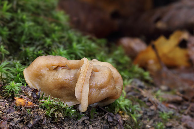 ušiak obrovský Gyromitra gigas (Krombh.) Cooke