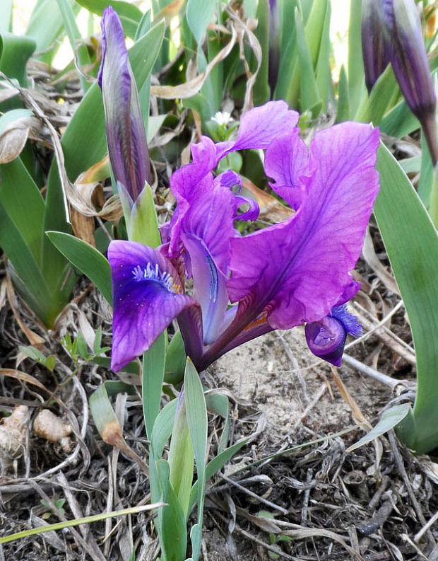 kosatec nízky Iris pumila L.