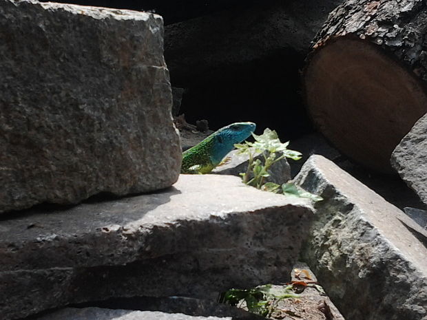 jašterica zelená Lacerta viridis