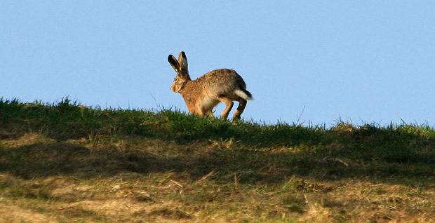 zajac poľný Lepus europaeus