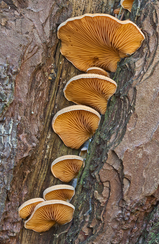 hlivník hniezdovitý Phyllotopsis nidulans (Pers.) Singer