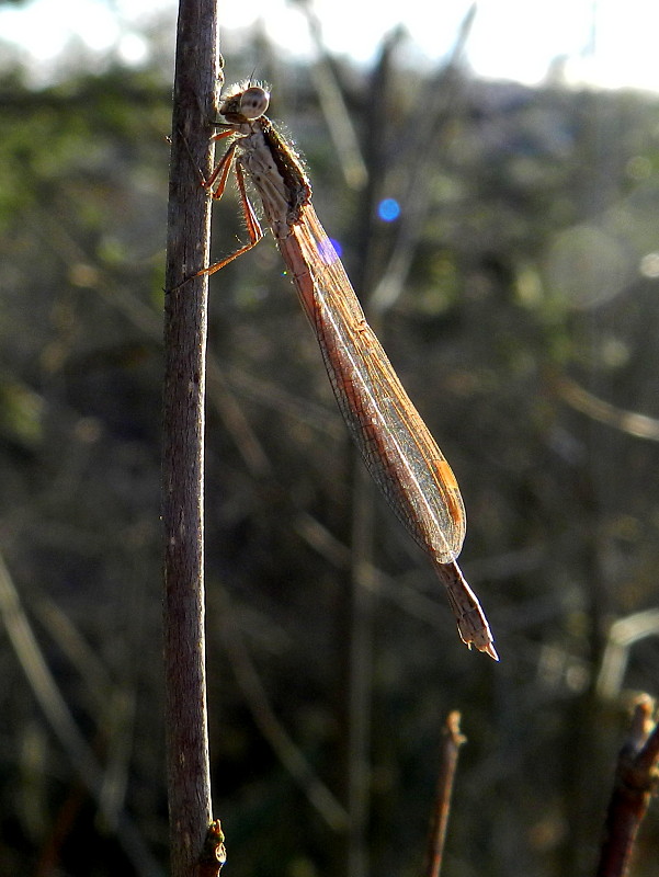 šidlovka hnedá Sympecma fusca