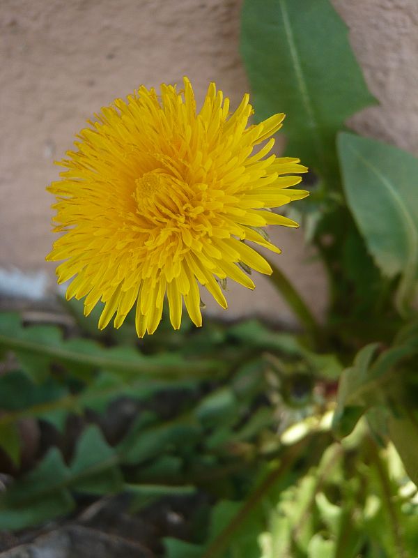 púpava lekárska Taraxacum officinale (L.) Weber ex F.H.Wigg