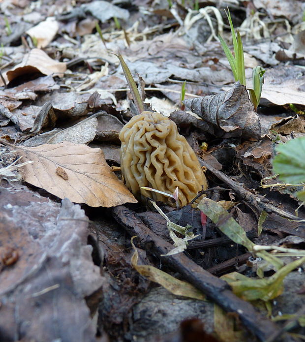 smrčkovec český Verpa bohemica (Krombh.) J. Schröt.