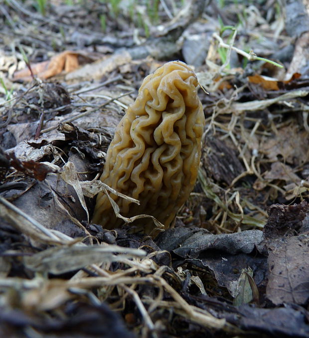 smrčkovec český Verpa bohemica (Krombh.) J. Schröt.