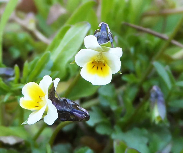 fialka roľná Viola arvensis Murray