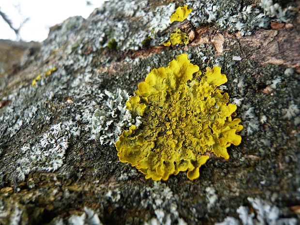 diskovník múrový Xanthoria parietina var. parietina