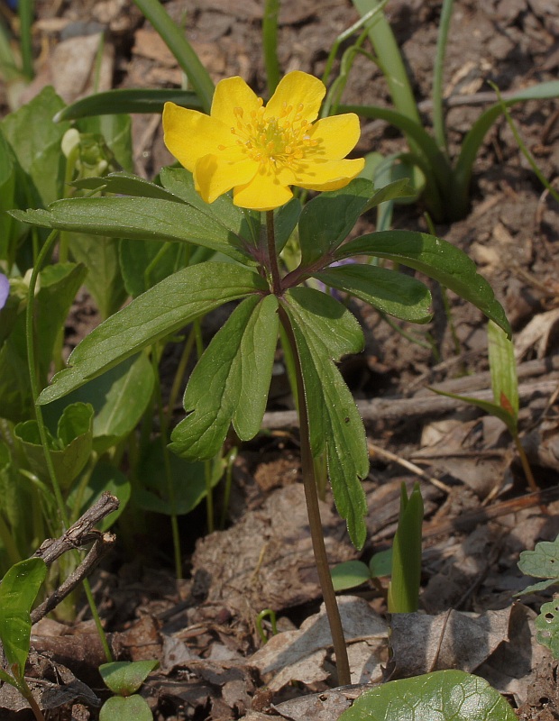 veternica iskerníkovitá Anemone ranunculoides L.