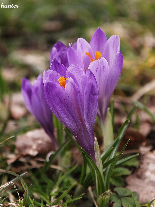 šafran spišský Crocus discolor G. Reuss