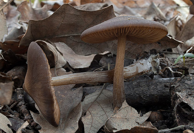 hodvábnica včasná Entoloma vernum S. Lundell