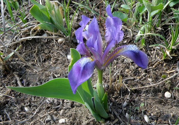 kosatec nízky Iris pumila L.