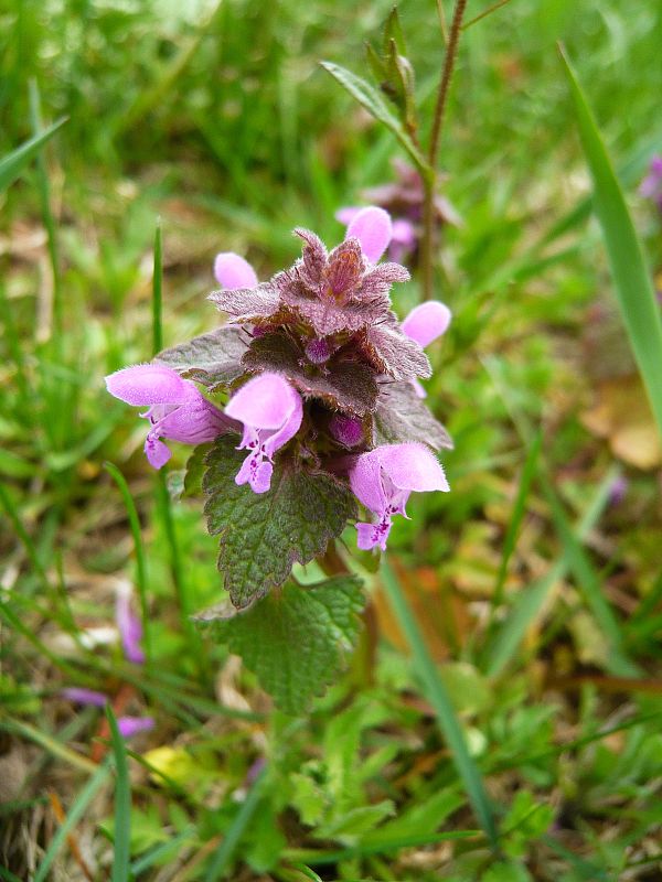 hluchavka purpurová Lamium purpureum L.