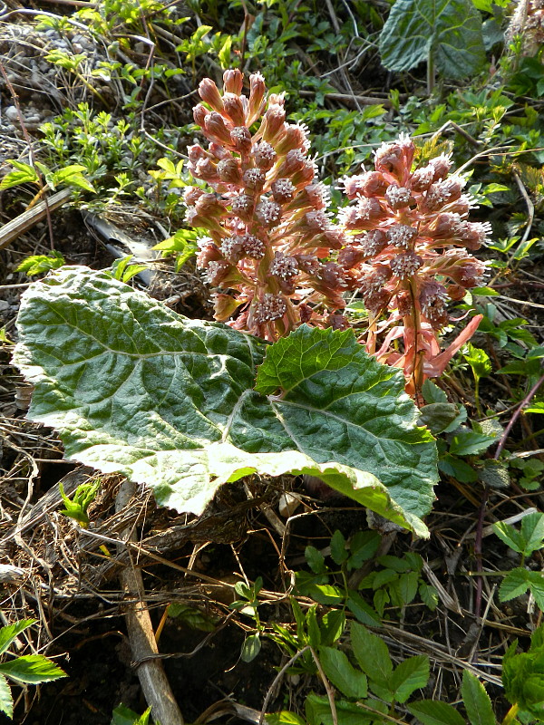 deväťsil lekársky Petasites hybridus (L.) P. Gaertn., B. Mey. et Scherb.