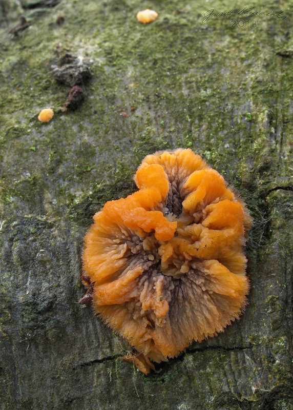 žilnačka oranžová Phlebia radiata Fr.