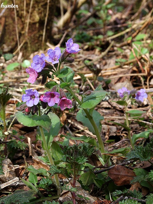 pľúcnik tmavý Pulmonaria obscura Dumort.