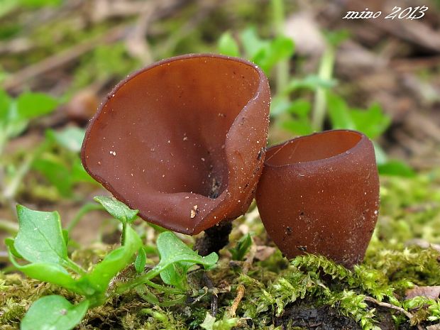 hľuznatka  Sclerotinia ficariae Rehm