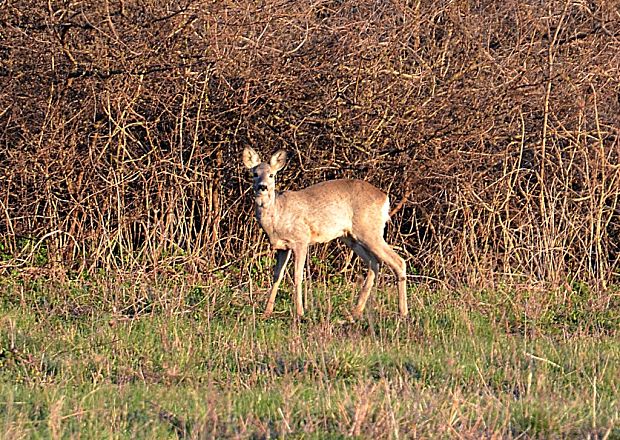 srna lesná Capreolus capreolus