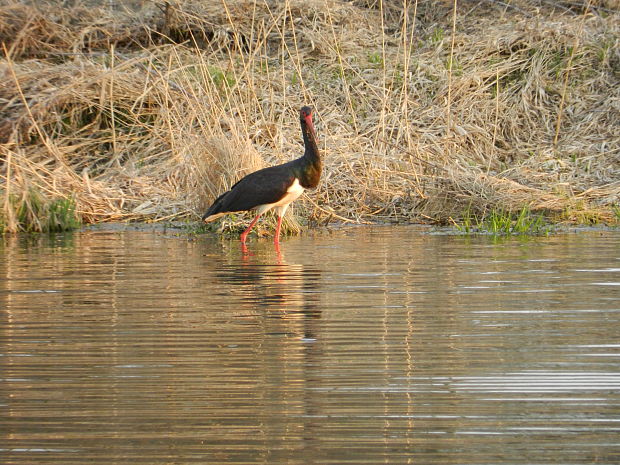 bocian čierny  Ciconia nigra