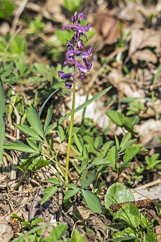 chochlačka dutá Corydalis cava (L.) Schweigg. et Körte