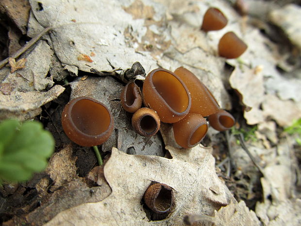 hľuznatka veternicová Dumontinia tuberosa (Bull.) L.M. Kohn