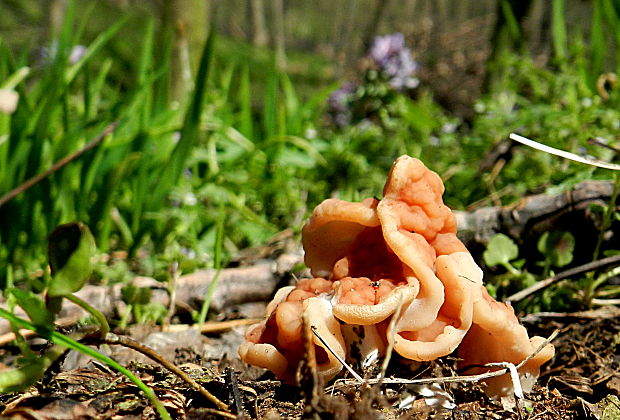 ušiak zväzkovitý ? Gyromitra fastigiata (Krombh.) Rehm