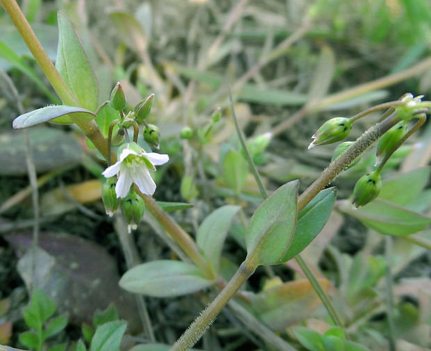 burinka okolíkatá Holosteum umbellatum L.