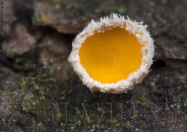 vlnuška neškodná Lachnellula occidentalis (G.G. Hahn & Ayers) Dharne