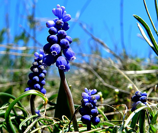 modrica  Muscari sp.