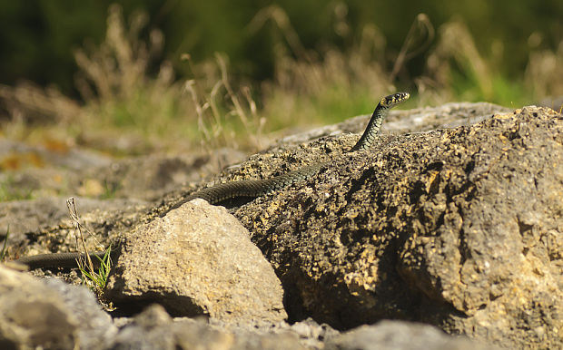 užovka obyčajna Natrix natrix