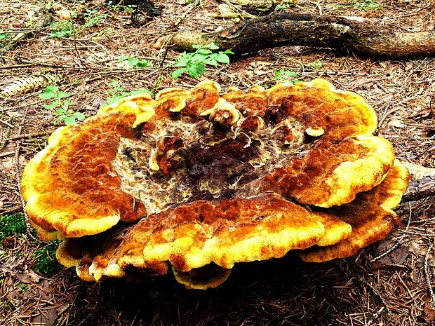 hnědák Schweinitzův - Hnedák Schweinitzov Phaeolus schweinitzii    (Fr.) Pat.