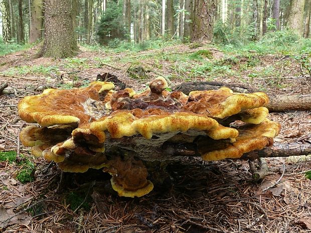 hnědák Schweinitzův - Hnedák Schweinitzov Phaeolus schweinitzii  (Fr.) Pat.