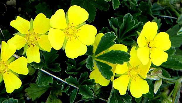 nátržník piesočný Potentilla arenaria Borkh.