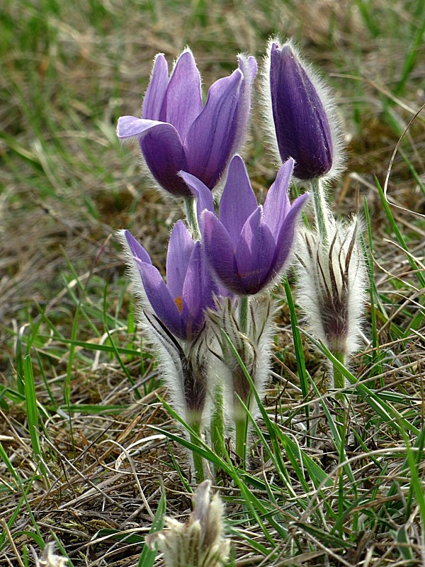 poniklec veľkokvetý-konilkec velkokvětý Pulsatilla grandis Wender.