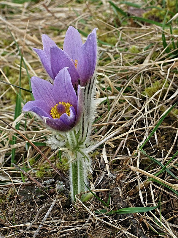 poniklec veľkokvetý-koniklec velkokvětý Pulsatilla grandis Wender.