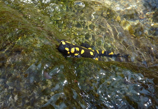 salamandra škvrnitá Salamandra salamandra