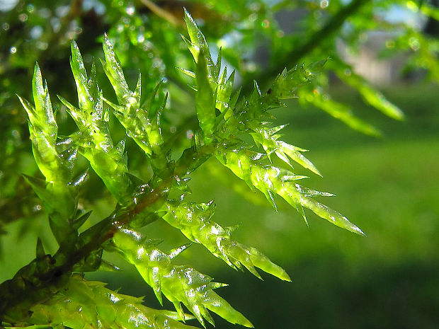 barinovka hrotitá Calliergonella cuspidata (Hedw.) Loeske