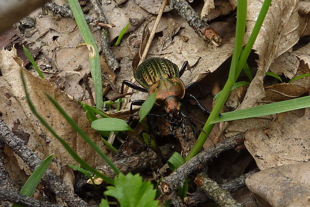 bystruška zlatomedená Carabus ullrichi