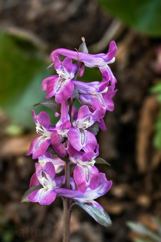 chochlačka dutá Corydalis cava (L.) Schweigg. et Körte