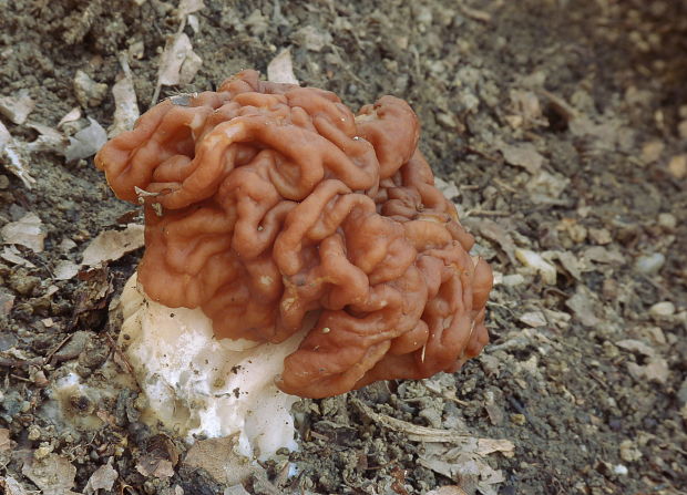 ušiak obrovský Gyromitra gigas (Krombh.) Cooke