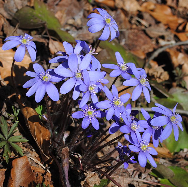 pečeňovník trojlaločný Hepatica nobilis Schreb.