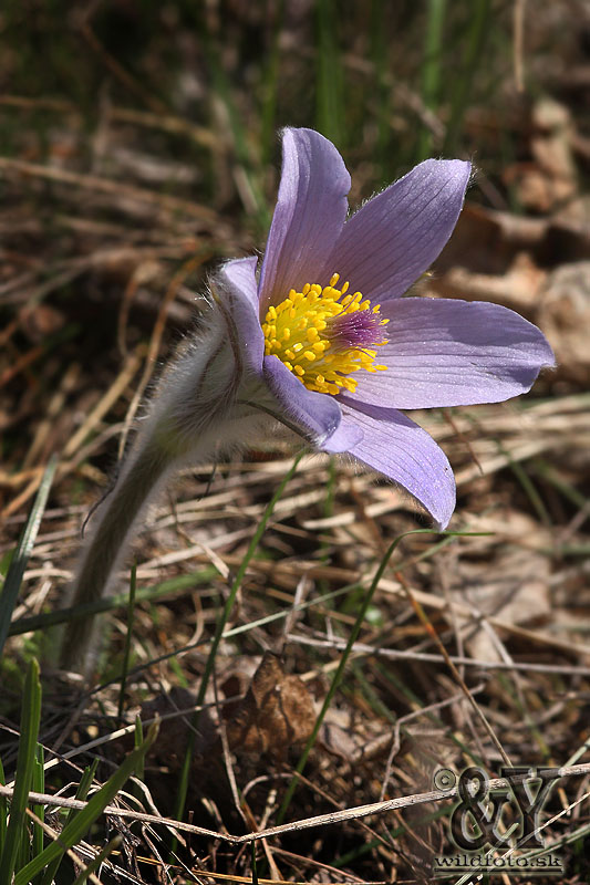 poniklec veľkokvetý Pulsatilla grandis Wender.