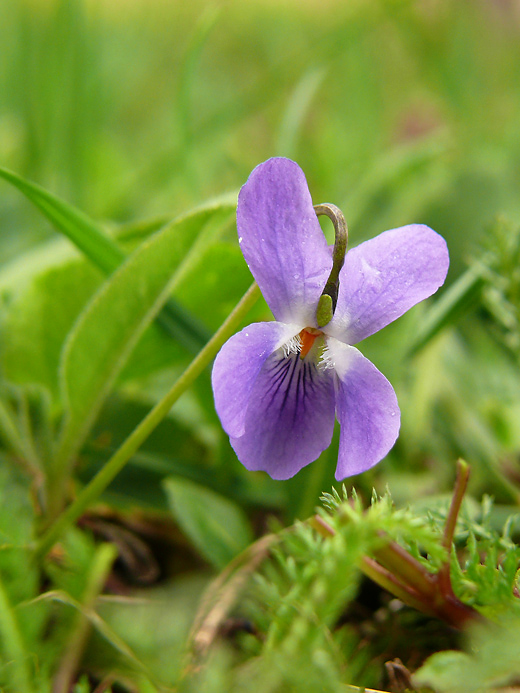 fialka Viola sp.