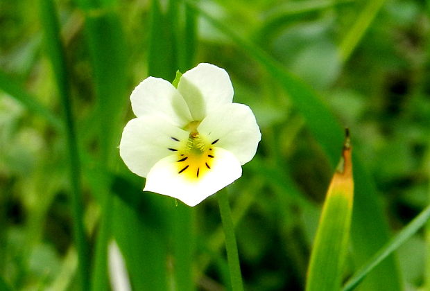 fialka roľná   Viola arvensis