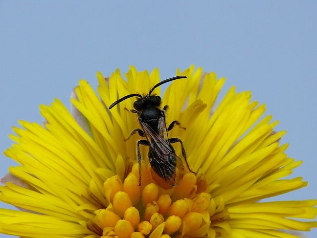 andrena Andrena bicolor  Fabricius, 1775