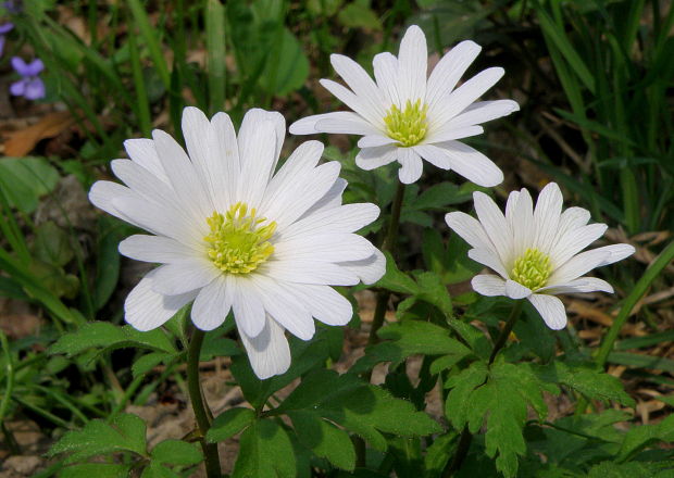 veternica vznešená Anemone blanda Schott et Kotschy